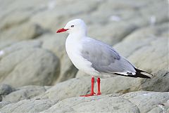 Silver Gull